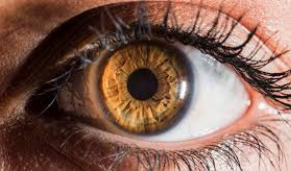 Iridology page brown iris image